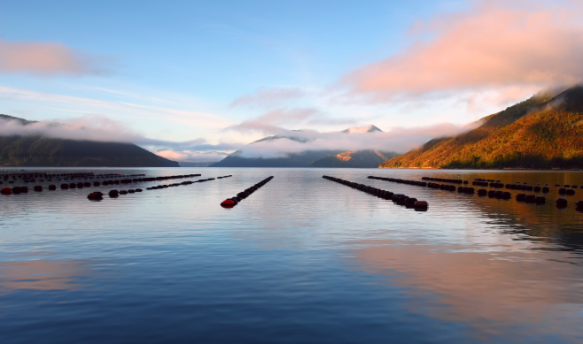 Green-Lipped Mussel Oil: The New Range from Omega Lab™