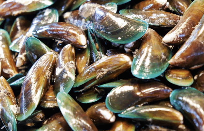 Green-Lipped Mussel Oil vs Fish Oil – What’s the Difference?